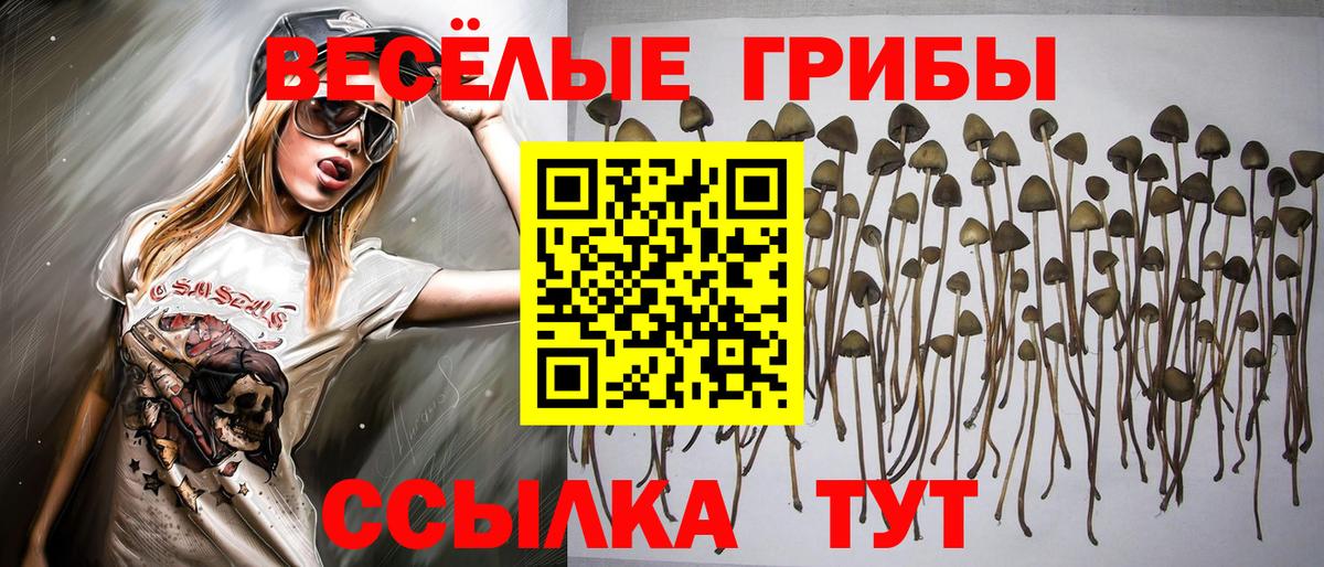 Псилоцибиновые грибы Psilocybe Каменск-Уральский